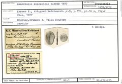 Karteikarte zum Syntyp von Ammodiscus miocenicus Karrer, 1877